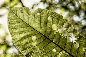 Naturalmente Linda - Captured by E.Trauer || 一期一会