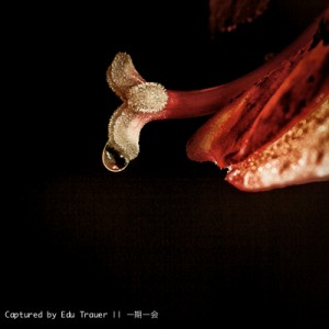 Úmida de Amor || Captured by E.Trauer  || 一期一会