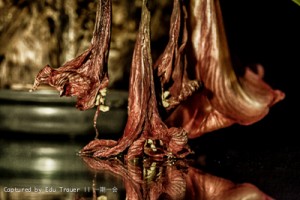 Captured by E.Trauer  || 一期一会