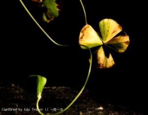 Captured by E.Trauer  || 一期一会